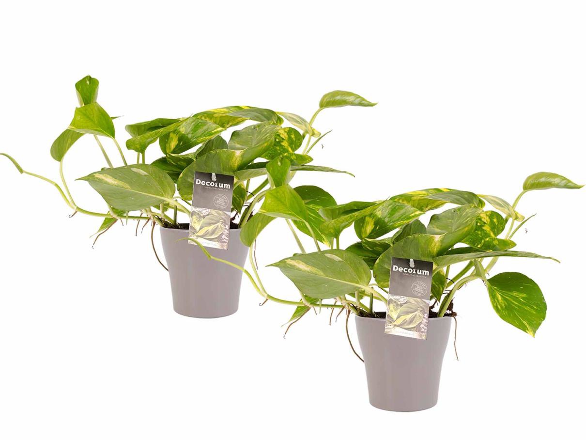 Recensent gemakkelijk Voorwaarden Luchtzuiverende planten voor extra zuurstof op kantoor