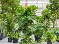 Luchtzuiverende planten voor meer zuurstof en minder stress